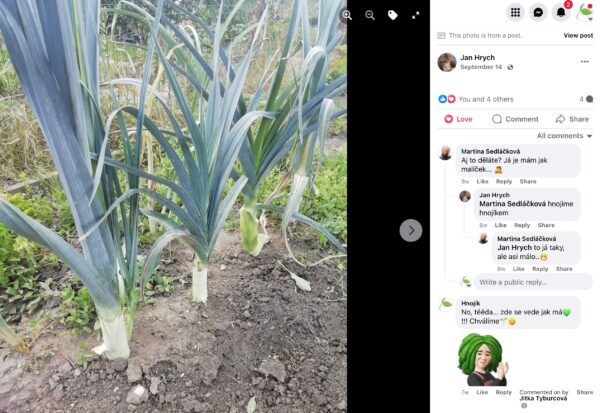 Kräftiger Porree mit dicken weißen Schäften im Beet