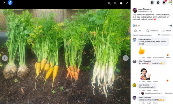 Geerntete Möhren, gelbe Möhren, Sellerie und weiße Petersilienwurzeln auf dem Beet aufgereiht