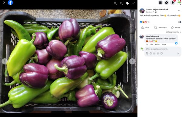 Steige voller grüner und violetter Paprika, geerntet im Oktober