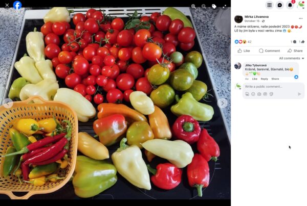 Letzte Ernte der Saison: Cocktailtomaten, Paprika und Chilischoten auf einem Blech