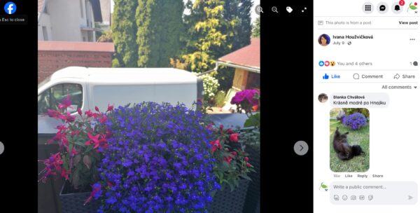 Balkonkasten mit dichtem blauem Lobelienpolster und rosa Blüten im Garten
