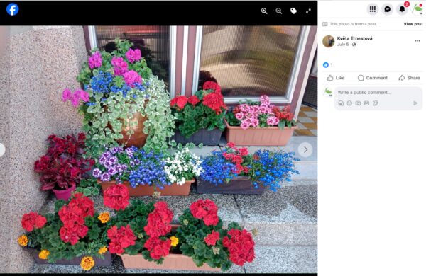 Hauseingangstreppe voller Kästen mit Geranien, Petunien und blauen Lobelien