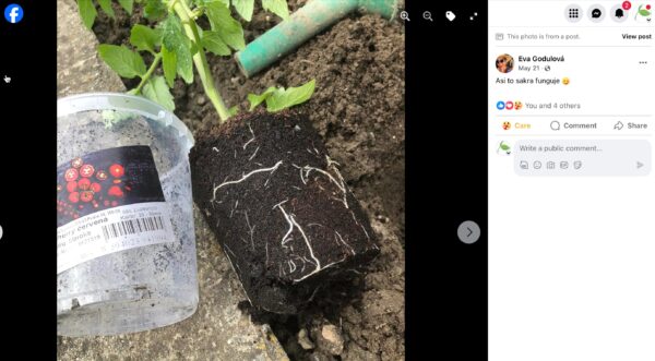 Gut durchwurzelter Substratballen aus der Anzuchtplatte neben einer Tomatenjungpflanze