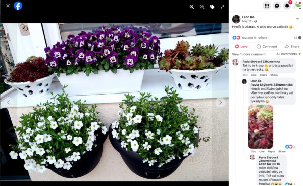Balkonkästen mit violetten und weißen Stiefmütterchen und weißen Sommerblumen auf der Terrasse einer Kundin, die mit DÜNGEE düngt
