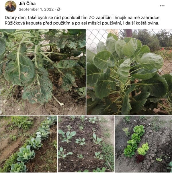 Rosenkohl und weiteres Kohlgemüse im Beet vor dem Düngen und nach einem Monat mit DÜNGEE