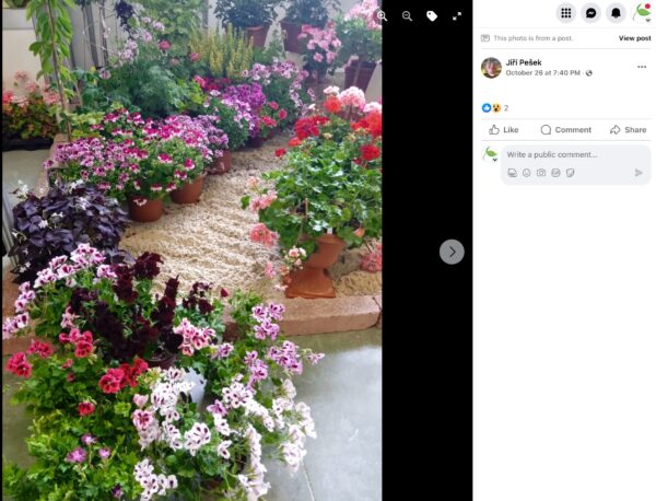 Gartenecke mit Kiesweg, gesäumt von Töpfen mit Geranien und Sommerblumen