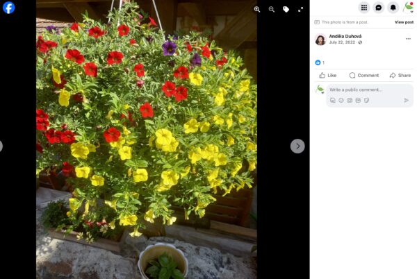 Blumenampel mit roten und gelben kleinblütigen Petunien