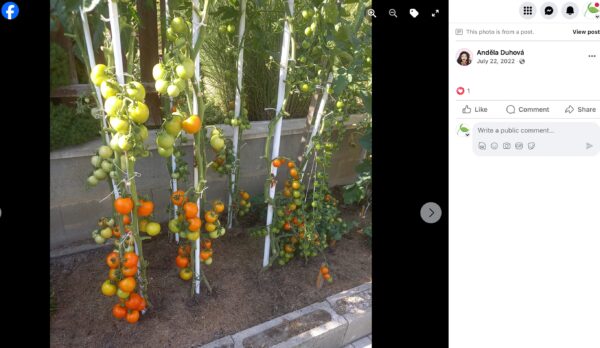 Reihe aufgebundener Tomaten mit reichem Behang gelber und oranger Früchte an einer Mauer