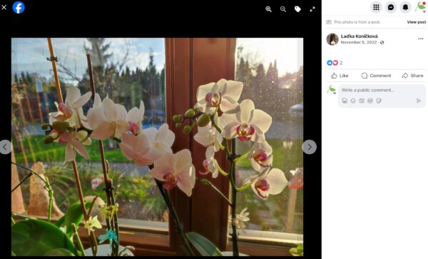 Weiß blühende Orchidee mit zwei Blütenrispen auf der Fensterbank