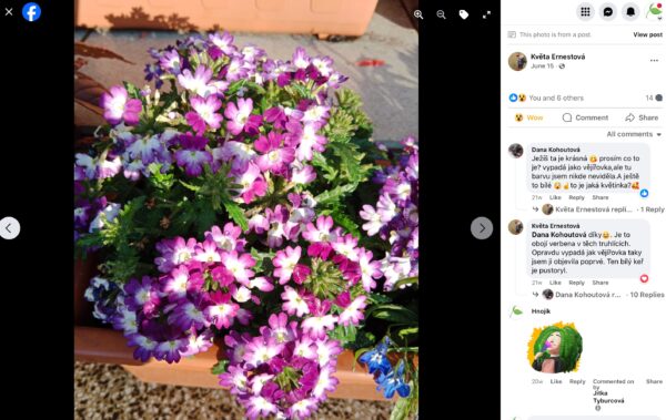 Üppig blühendes violett-weißes Eisenkraut in einem Terrakottakasten
