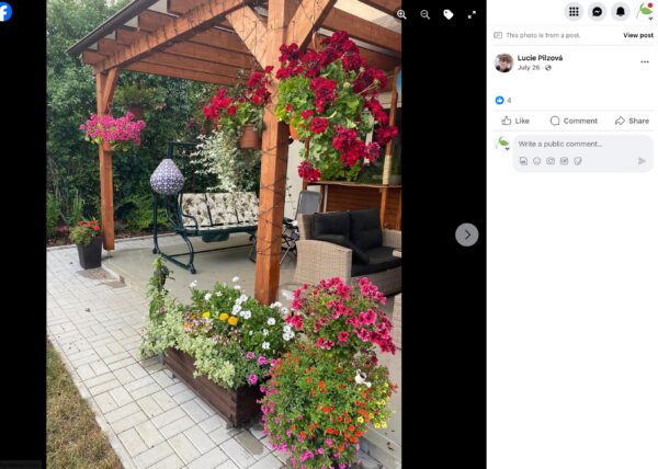 Holzpergola mit Sitzplatz, bewachsen mit roten Geranien und einem Kasten Sommerblumen