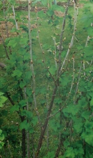 Johannisbeergallmilbe – Cecidophyopsis ribis Johannisbeergallmilbe - Cecidophyopsis ribis