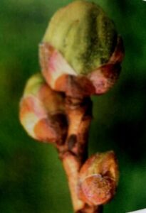Johannisbeergallmilbe - Cecidophyopsis ribis