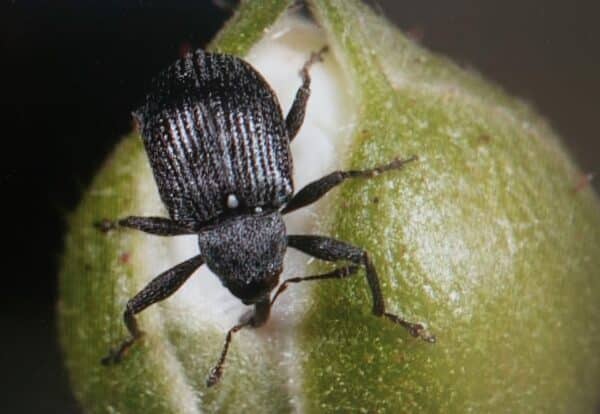 Erdbeerblütenstecher 1 Erdbeerblütenstecher - Anthonomus rubi