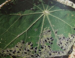 Kohlerdflöhe 1 Kohlerdflöhe - Phyllotreta