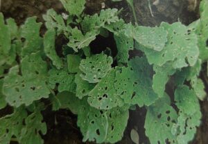 Kohlerdflöhe 2 Kohlerdflöhe - Phyllotreta