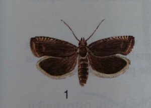 Erbsenwickler - Cydia nigricana, syn. Cydia Rusticella