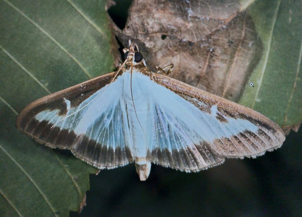 Buchsbaumzünsler - Cydalima perspectalis