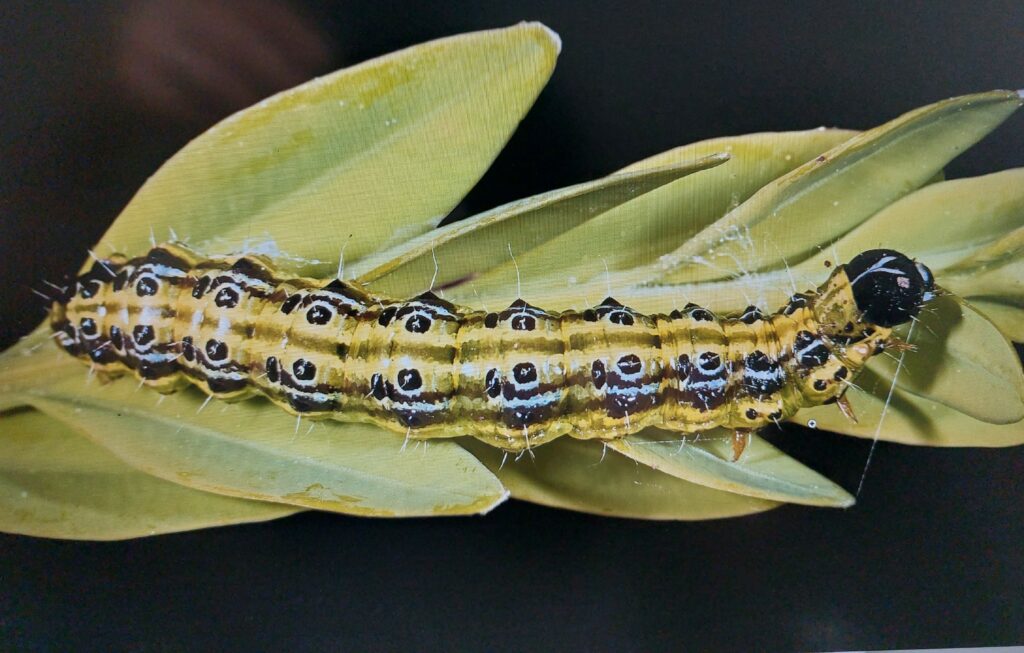 Buchsbaumzünsler - Raupen - Cydalima perspectalis