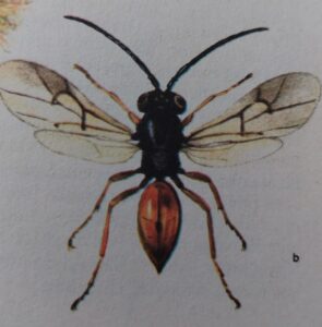 Rosengallwespe 3 Rosengallwespe - Diplolepis rosae