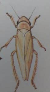 Rosenzikade 2 Rosenzikade - Typhlocyba rosae
