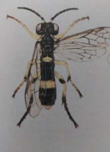 Blattwespe 2 Blattwespe - Blennocampa phyllocolpa