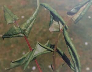Blattwespe 3 Blattwespe an Rosen