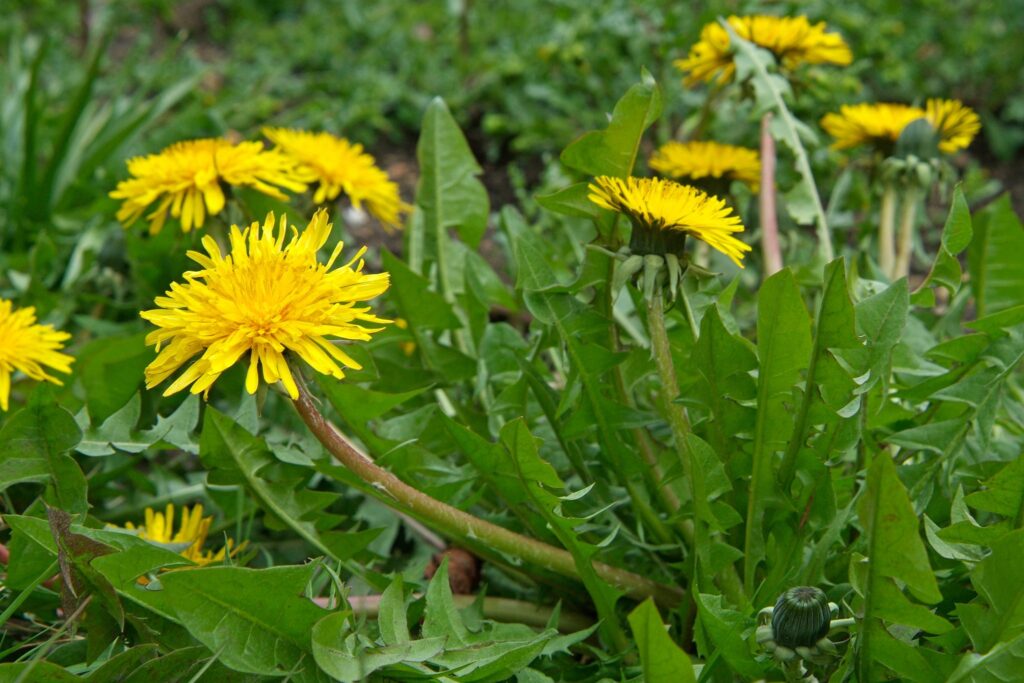 Gemeiner Löwenzahn (Taraxacum officinale)​