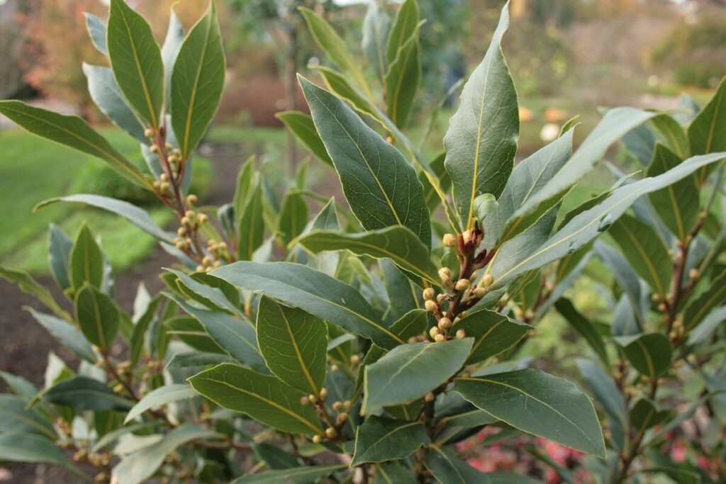 Lorbeerblatt (Laurus nobilis)