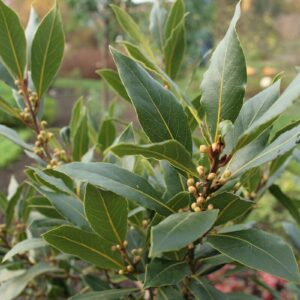 Lorbeerblatt (Laurus nobilis)