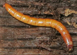 Dratovci larva Elateriade 1