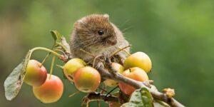 Ostschermaus bekämpfung