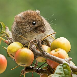 Ostschermaus bekämpfung