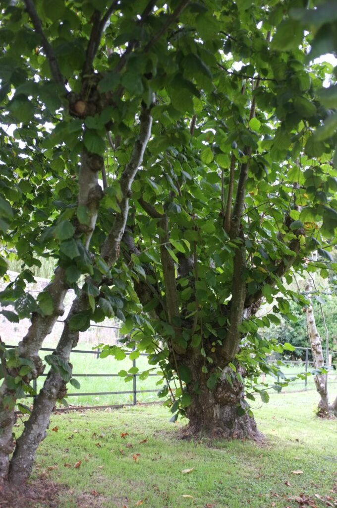 Lambertshasel - Corylus maxima