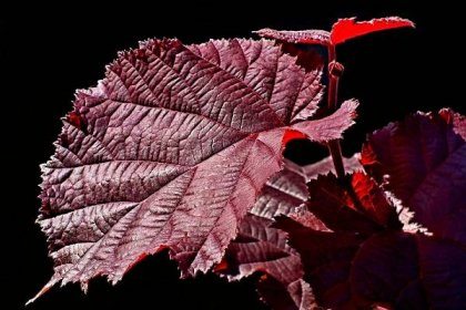 Rote Hasel - Haselnuss-Strauch Lombardii