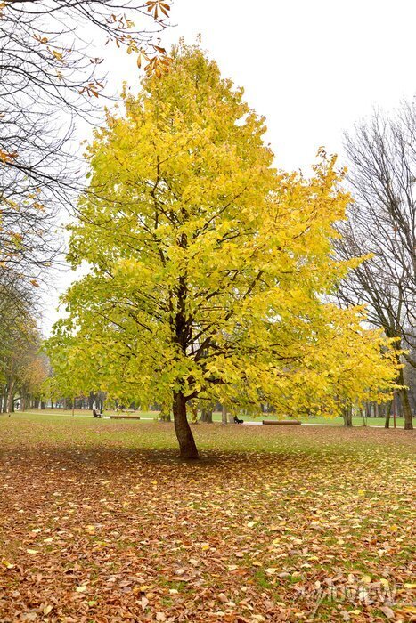 Baum-Hasel - Corylus colurna