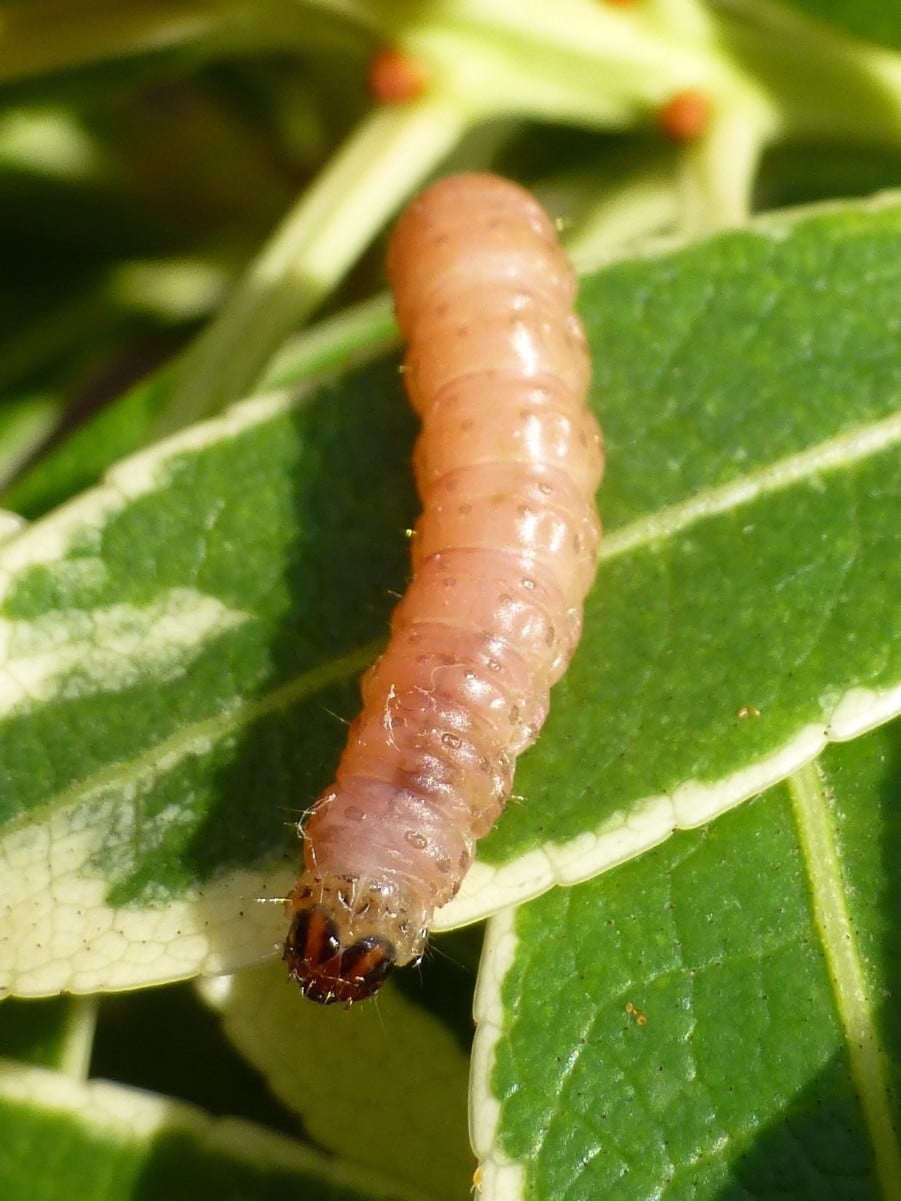 Apfelwicker Raupe - Cydia pomonella