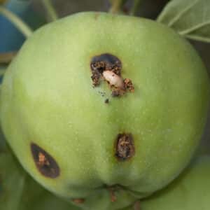 Apfelwickler Spritzmittel