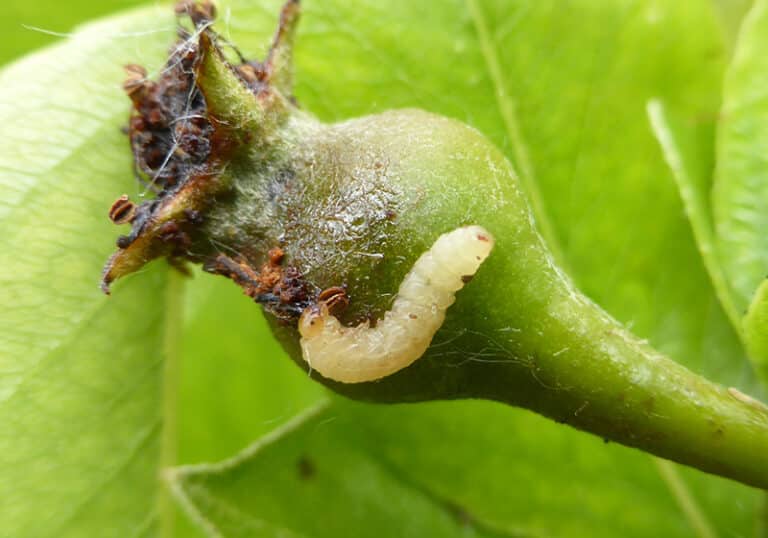 Apfelsägewespe - Abfallen von kleinen Früchten