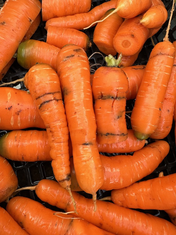 Möhrenfliege – wann man Karotten pflanzt