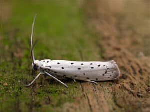 Apfel-gespinstmotte - Yponomeuta malinellus