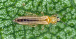 Erbsenthrips