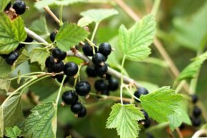 Johannisbeergallmilbe 1 Johannisbeergallmilbe - Cecidophyopsis ribis