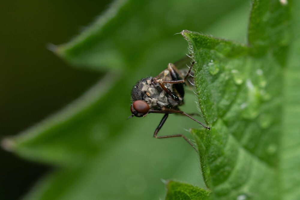 Kohlfliege 1 Die Kohlfliege - Delia radicum