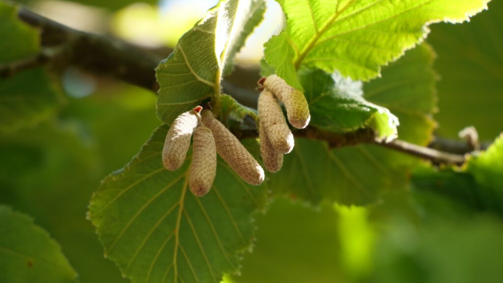 Hasel - Corylus