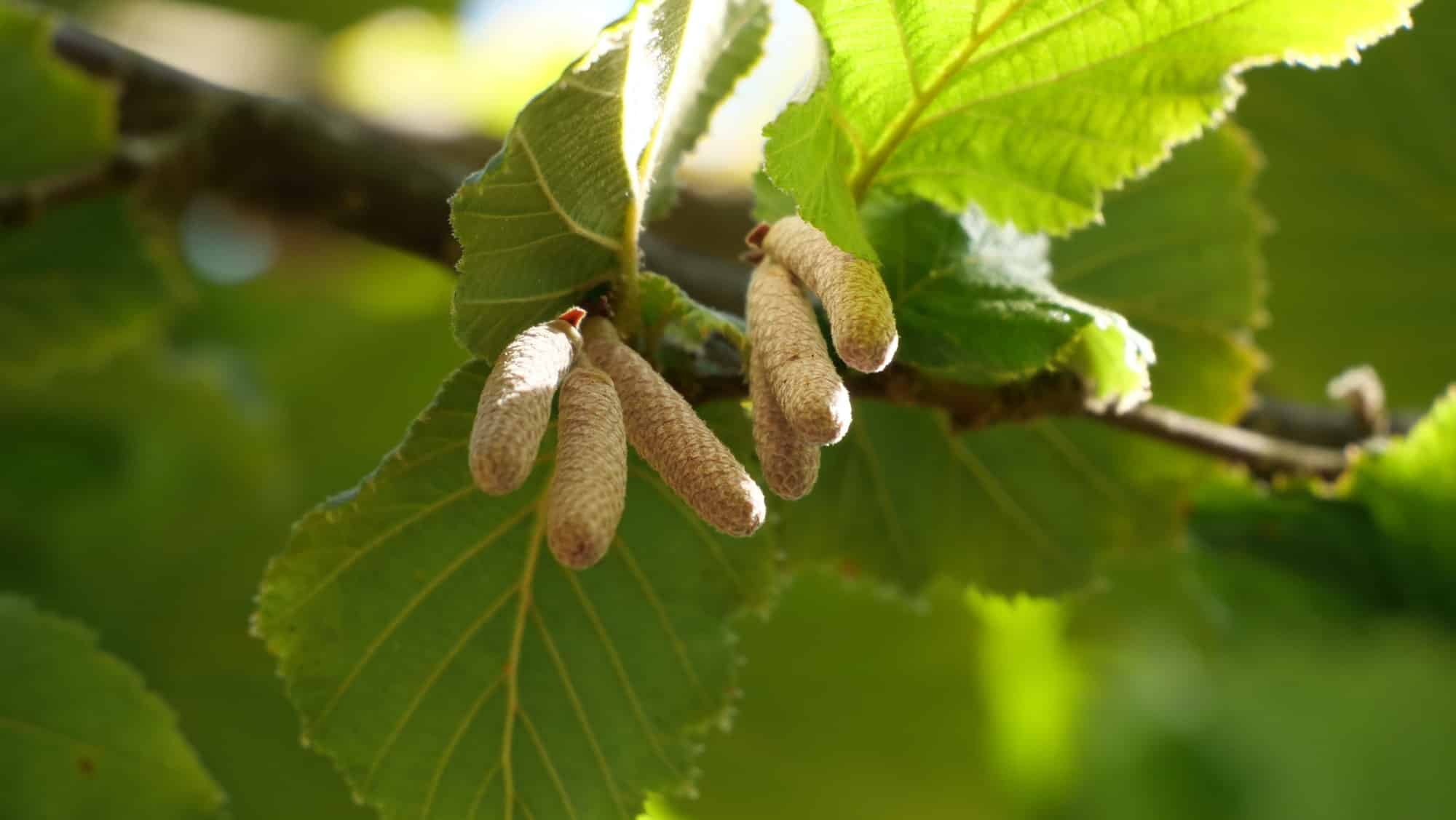 Hasel - Corylus