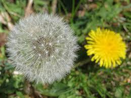 Löwenzahn (Taraxacum officinale)​