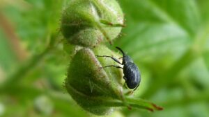 Erdbeerblütenstecher – wann sprühen