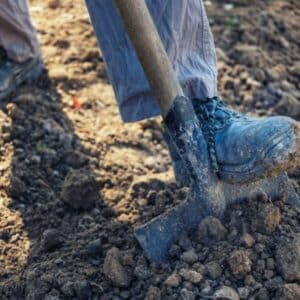 Chemischer Schutz gegen Birnengallmücke