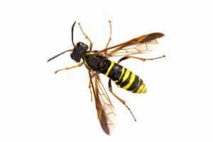 Apfelsägewespe